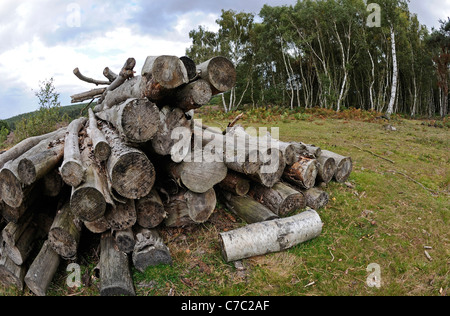 Un tas de bois ou de grumes dans une clairière Banque D'Images