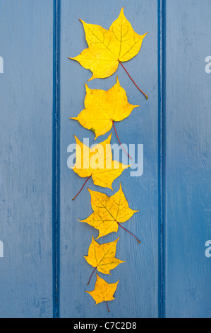 L'ACPP Acer aureum feuilles. Feuilles d'érable japonais sur bois bleu Banque D'Images