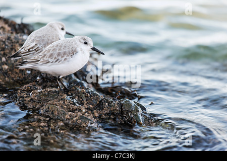 Deux des bécasseaux sanderling (Calidris alba) non-reproduction en plumage d'hiver, l'île San Juan National Historical Park, Washington, USA Banque D'Images