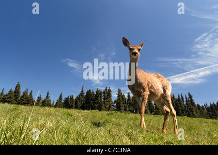 Femme le cerf mulet, l'Ouragan Ridge, Olympic National Park, Washington, USA Banque D'Images