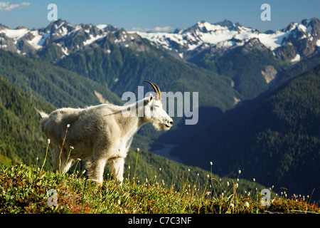 La chèvre de montagne, Bailey, Montagnes Olympiques, Olympic National Park, Washington Banque D'Images