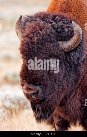 Tête de bison mâle en automne, le Parc National de Yellowstone, Wyoming, USA Banque D'Images