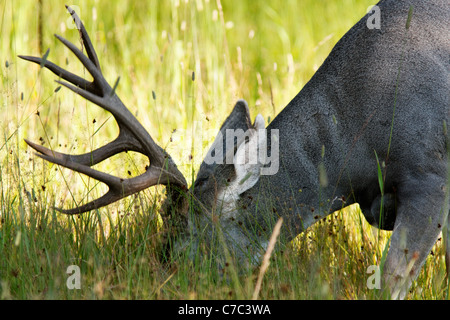Tête de cerf-mulet mâle manger en prairie, parc national de Yellowstone, Wyoming, USA