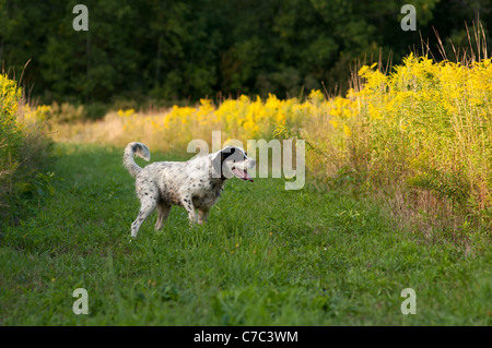 Setter anglais au travail. Banque D'Images