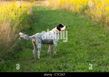 Setter anglais au travail. Banque D'Images