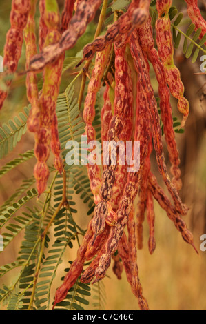 Les mesquites sur les haricots à la rivière San Pedro dans le San Pedro Riparian National Conservation Area, Palominas, Arizona, USA. Banque D'Images