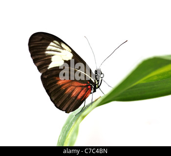 Un beau papillon tropical , 'grand facteur' sur une feuille , sur fond blanc Banque D'Images