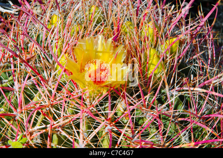 Blooming cactus baril Plum Canyon, Anza-Borrego Desert State Park, California USA Banque D'Images