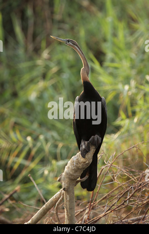 Anhinga melanogaster Darter africain (rufa) dans le Delta de l'Okavango, au Botswana Banque D'Images