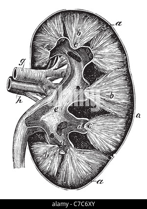 Rein humain, gravure d'époque. Vieille illustration gravée de rein humain structure avec son fonctionnement les pièces et leurs noms. Banque D'Images