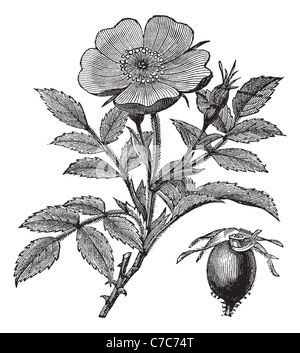 Sweet Briar ou Rosa rubiginosa, gravure d'époque. Vieille illustration gravée de Sweet Briar isolé sur un fond blanc. Banque D'Images