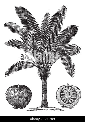 Le sagou Metroxylon sagu, Palm ou la gravure d'époque. Vieille illustration gravée de sagoutier. Banque D'Images