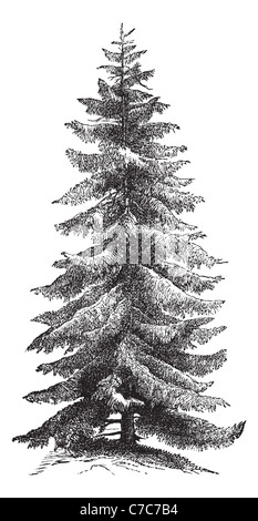 L'épinette de Norvège ou d'Europe ou d'épinette, vintage la gravure. Vieille illustration gravée de l'épinette de Norvège arbre. Banque D'Images