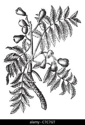 Sorbus domestica ou Whitty Poire, gravure d'époque. Vieille illustration gravée de Sorbus domestica isolé sur fond blanc Banque D'Images