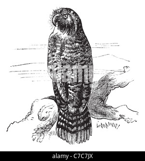 Ou Strigops habroptila Kakapo ou hibou perroquet, gravure d'époque. Vieille illustration gravée de Kakapo en attente sur une branche. Banque D'Images