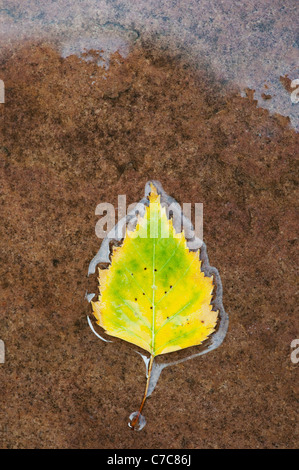 Le Betula pendular . Feuille de bouleau d'argent sur un chemin humide Banque D'Images