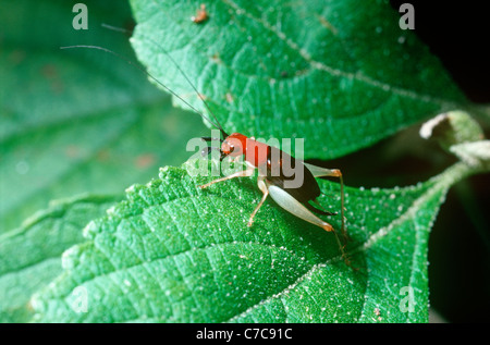 Bush à tête rouge cricket (Phyllopalpus pulchellus : Gryllidae) féminin, Caroline du Sud, USA Banque D'Images