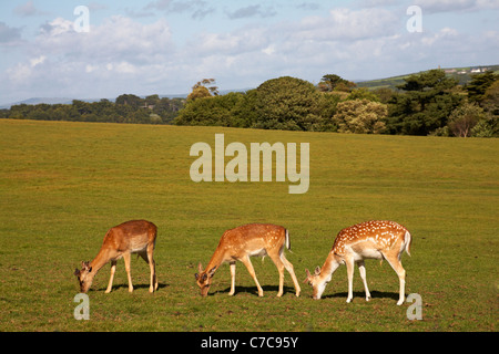 Trois jeunes cerfs-jachères (dama dama) qui bissent au parc Deer de Prideaux place, Padstow, en Cornouailles, au Royaume-Uni, en mai, l'un des plus anciens parcs de cerfs du pays Banque D'Images