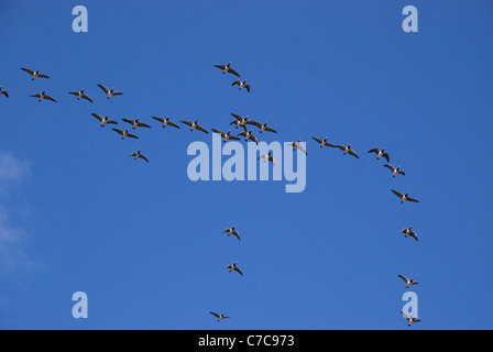 Troupeau migrateur de la bernache nonnette (Branta leucopsis) Oies volant en forme de V sur le ciel bleu ensoleillé Banque D'Images