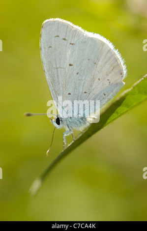 (Celastrina argiolus Holly Blue) Banque D'Images