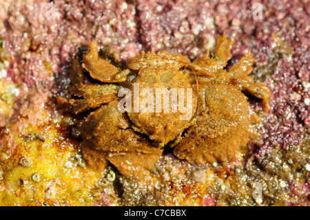 Large-crabe porcelaine griffus (Porcellana platycheles) Banque D'Images