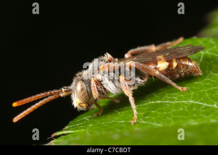 Nomad (abeille Nomada sp.) Banque D'Images