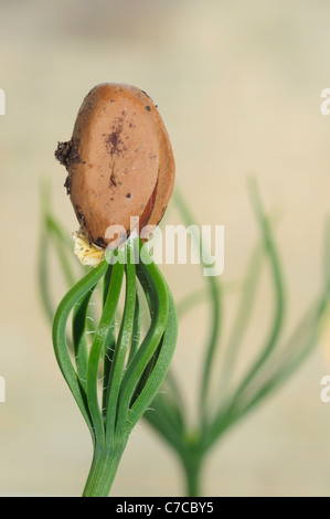 La germination des noix de pin (Pinus pinea) Banque D'Images