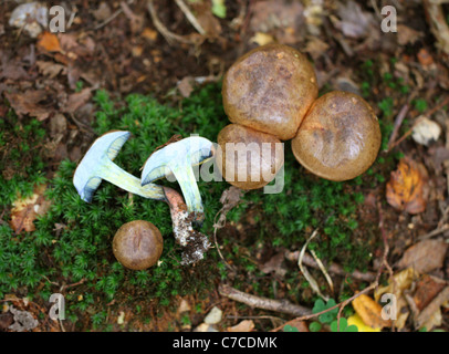 Champignons bolets, Whippendell Woods, Hertfordshire. Banque D'Images