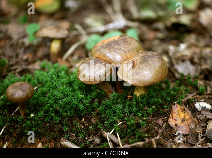 Champignons bolets, Whippendell Woods, Hertfordshire. Banque D'Images