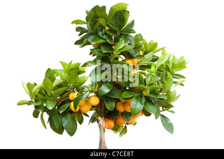 Arbre aux fruits orange isolé sur fond blanc Banque D'Images