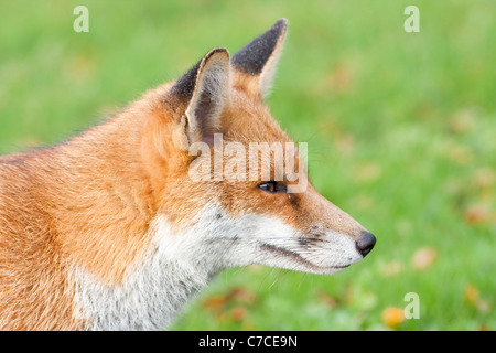 Close up of Red Fox head avec un fond vert Banque D'Images