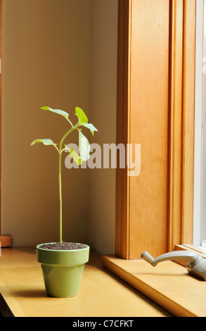 Réponse phototropique, phototropisme dans un tournesol, Helianthus annuus, plantule Banque D'Images