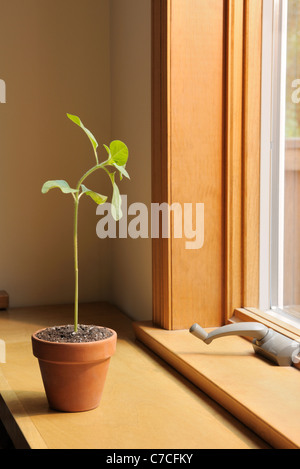 Réponse phototropique, phototropisme dans un tournesol, Helianthus annuus, plantule Banque D'Images