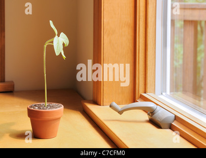 Réponse phototropique, phototropisme dans un tournesol, Helianthus annuus, plantule Banque D'Images