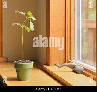 Réponse phototropique, phototropisme dans un tournesol, Helianthus annuus, plantule Banque D'Images