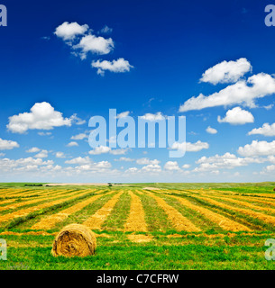 Le blé récolté sur le terrain agricole avec des balles de foin dans la Saskatchewan, Canada Banque D'Images