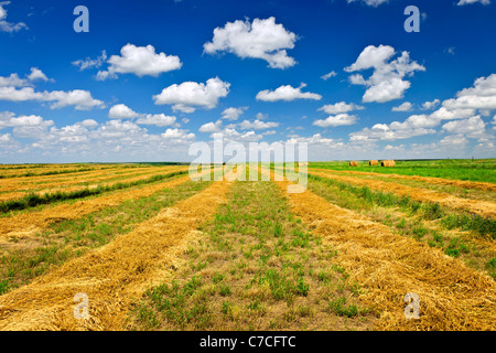 Le blé récolté sur le terrain ferme en Saskatchewan, Canada Banque D'Images