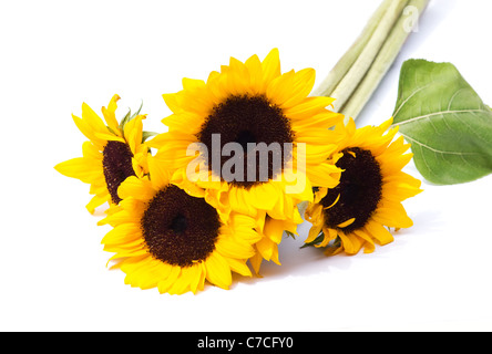 Close-up du tournesol (Helianthus annuus) sur fond blanc Banque D'Images