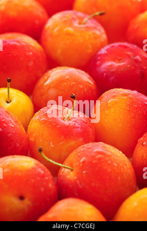 Les prunes juteuses fraîchement cueillies en arrière-plan Banque D'Images