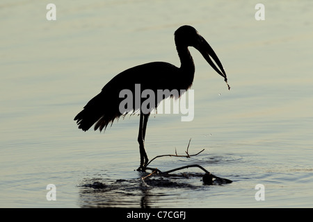 Silhouette d'un Africain openbill Anastomus lamelligerus (stork) debout dans l'eau, l'Afrique du Sud Banque D'Images