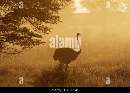 Autruche (Struthio camelus) dans la poussière, tôt le matin, Kgalagadi Transfrontier Park, Afrique du Sud Banque D'Images