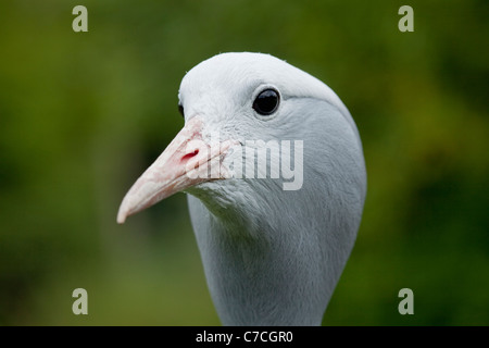 Bleu, le paradis ou Stanley Crane (Anthropoides paradisea). Les oiseaux adultes ; portrait. Banque D'Images