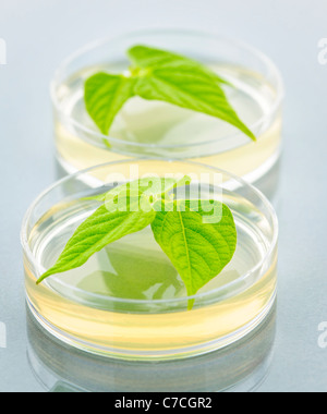 Plantes génétiquement modifiées à l'essai dans des boîtes de Petri Banque D'Images