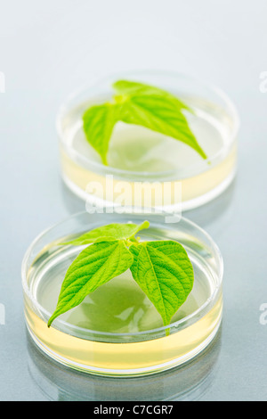 Plantes génétiquement modifiées à l'essai dans des boîtes de Petri Banque D'Images