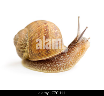 Escargot à la recherche autour d'isolé sur fond blanc Banque D'Images