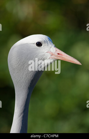 Bleu, le paradis ou Stanley Crane (Anthropoides paradisea). Oiseau national de l'Afrique du Sud. Portrait. Banque D'Images