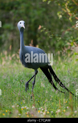 Bleu, le paradis ou Stanley Crane (Anthropoides paradisea). Banque D'Images