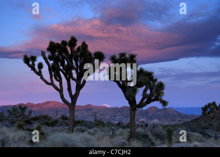 Joshua trees à l'aube, le parc national Joshua Tree, California, USA Banque D'Images