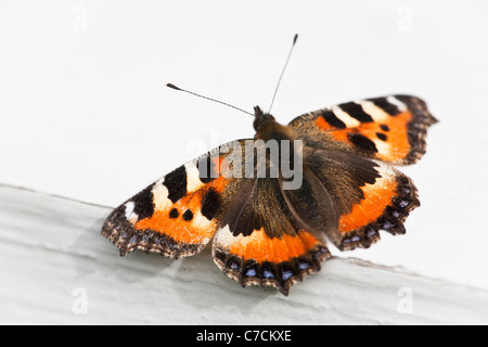 Un petit papillon écaille, Aglais urticae, dans un jardin près du lac Vansjø, au Maroc. Banque D'Images