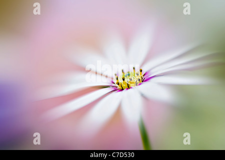 Ostéospermum ciliata AGM - South African Daisy Banque D'Images